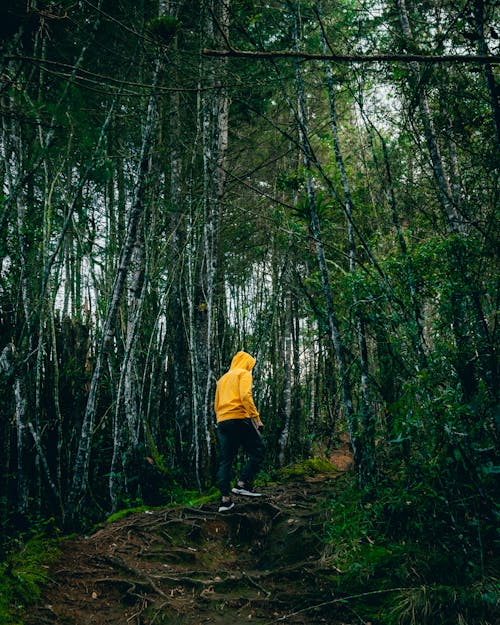 Man in Hoodie Hiking in Forest