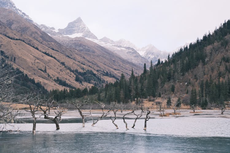 Bare Trees On Lake In Valley In Mountains