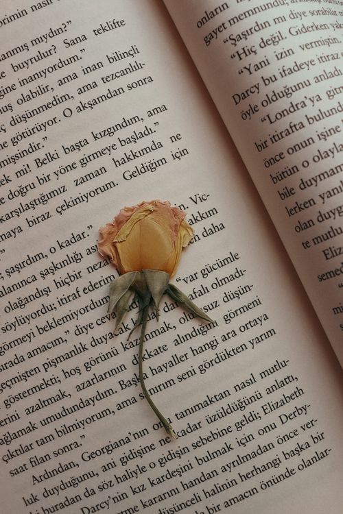 Free A dried rose placed on a Turkish text book, creating a serene mood. Stock Photo