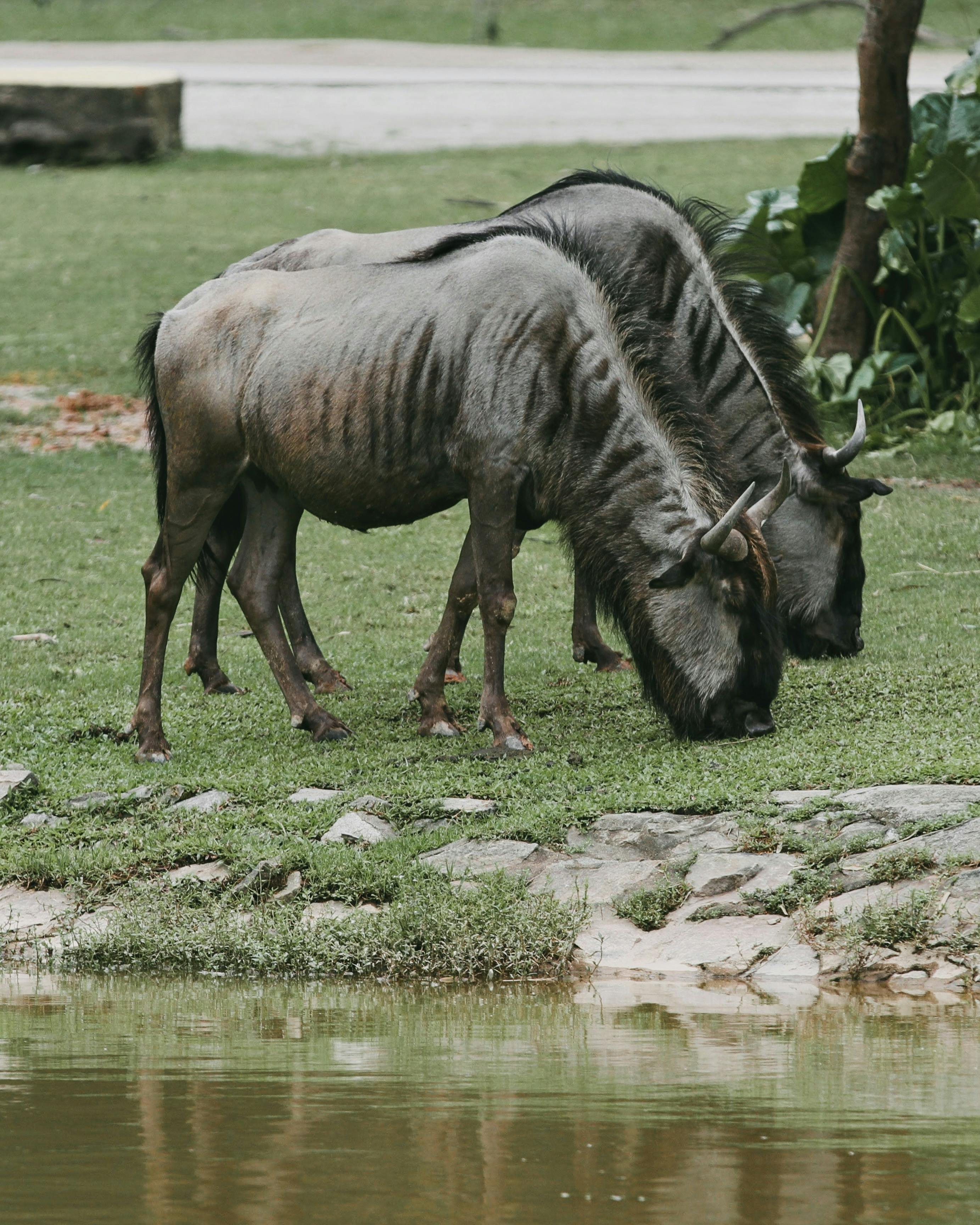 grátis Dois Gnus Comendo Grama Perto Do Lago  Foto profissional