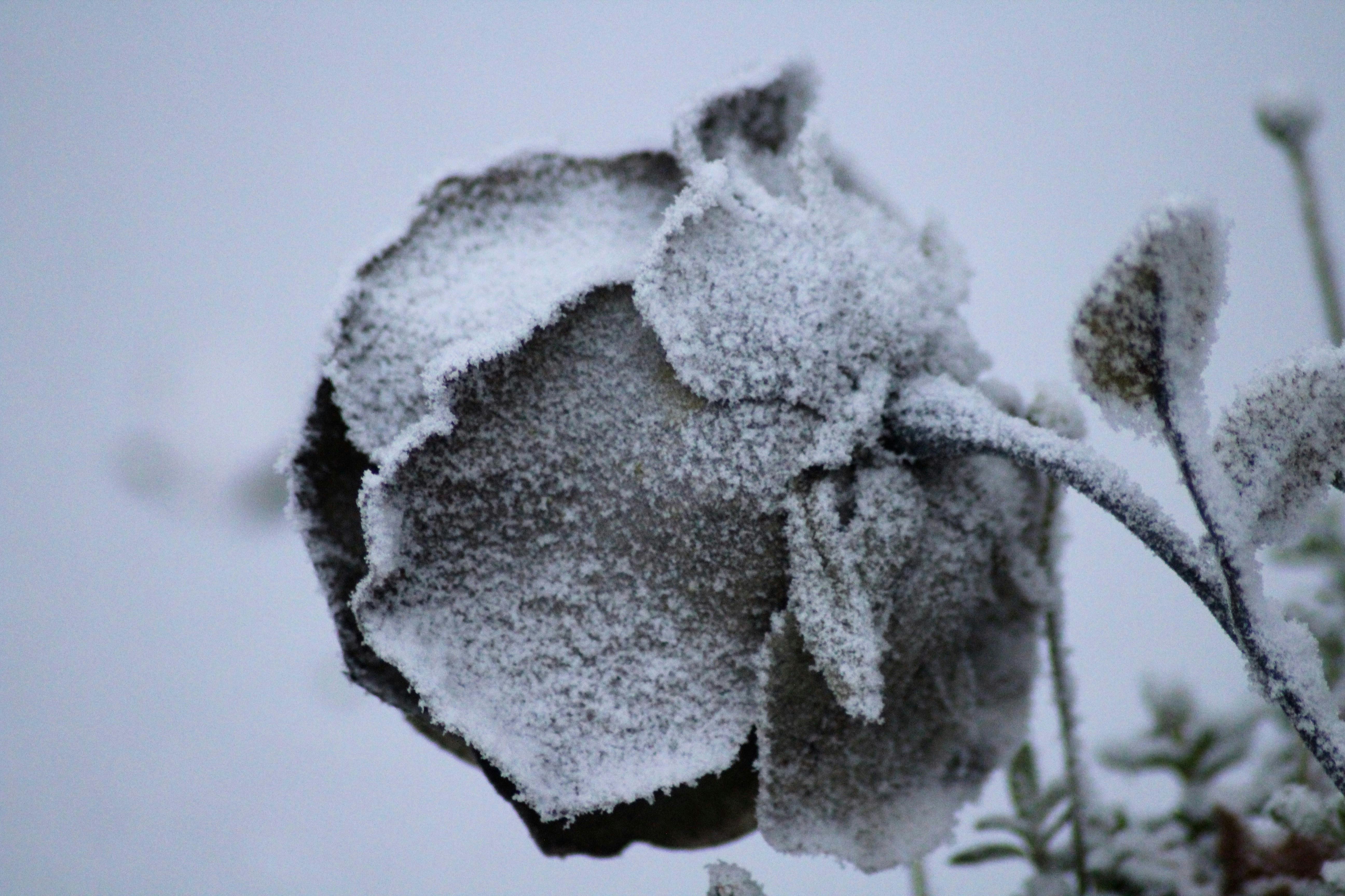 Free stock photo of rose in the snow