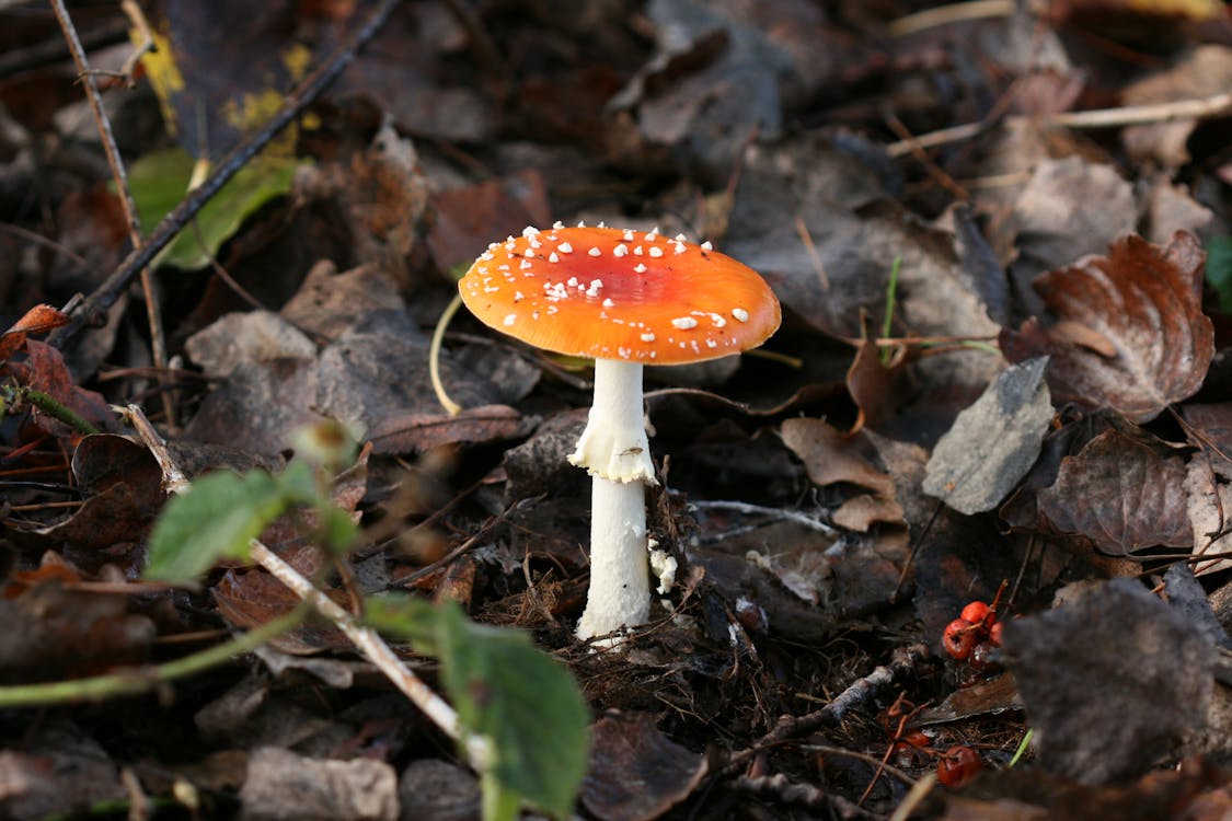 mushroom