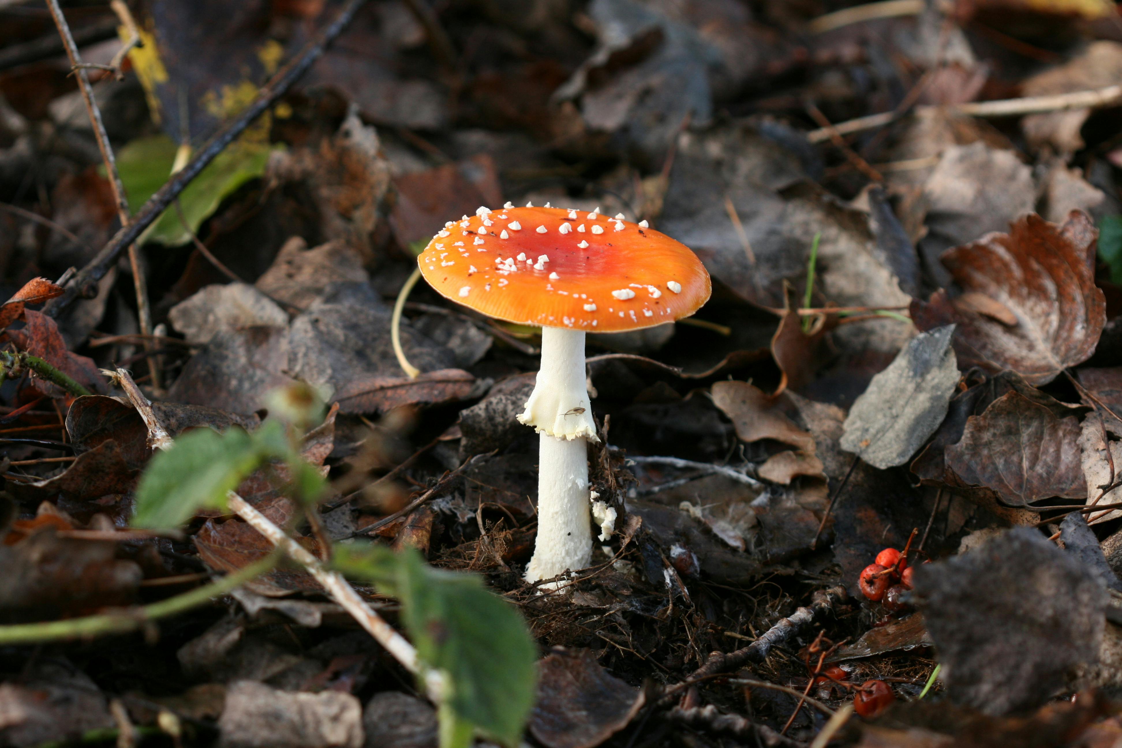 free-stock-photo-of-mushroom