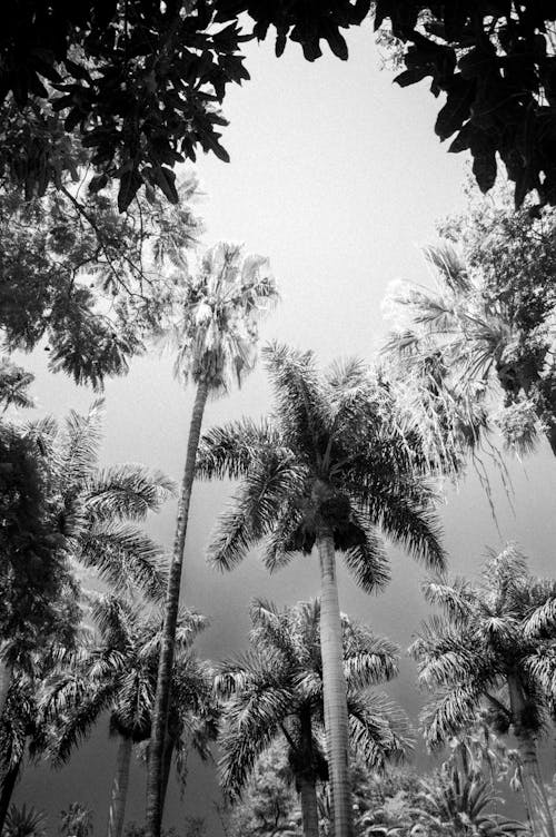 低角度拍攝, 垂直拍摄, 棕櫚樹 的 免费素材图片