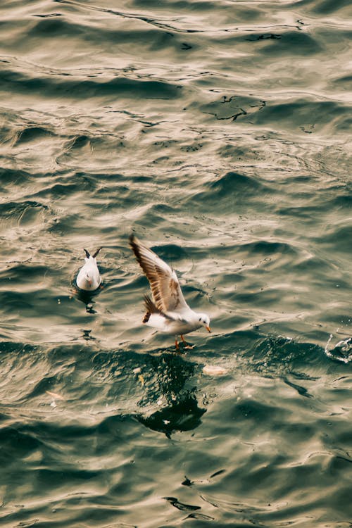 Безкоштовне стокове фото на тему «вертикальні постріл, море, морських птахів»