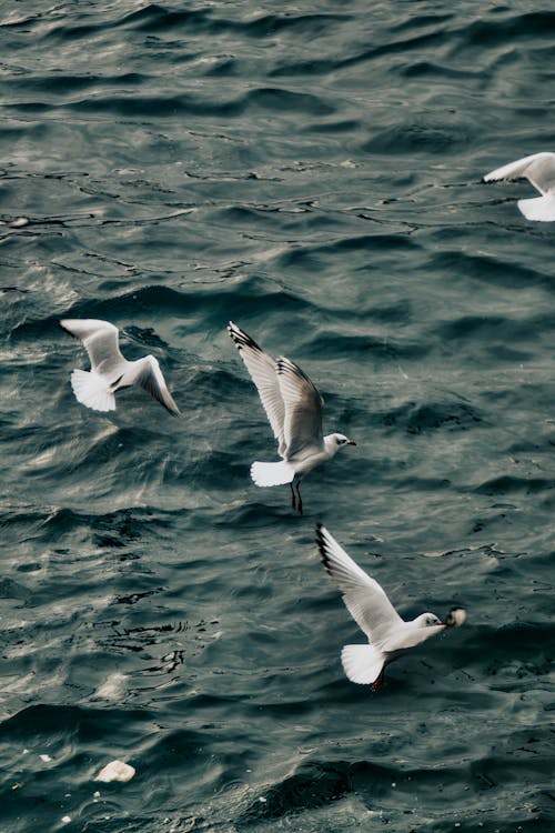 Seagulls Flying over Water