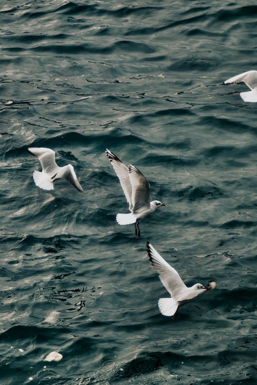 Free Seagulls gracefully flying above the ocean waves in a natural setting. Stock Photo