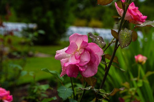 Základová fotografie zdarma na téma déšť, dešťové kapky, květiny