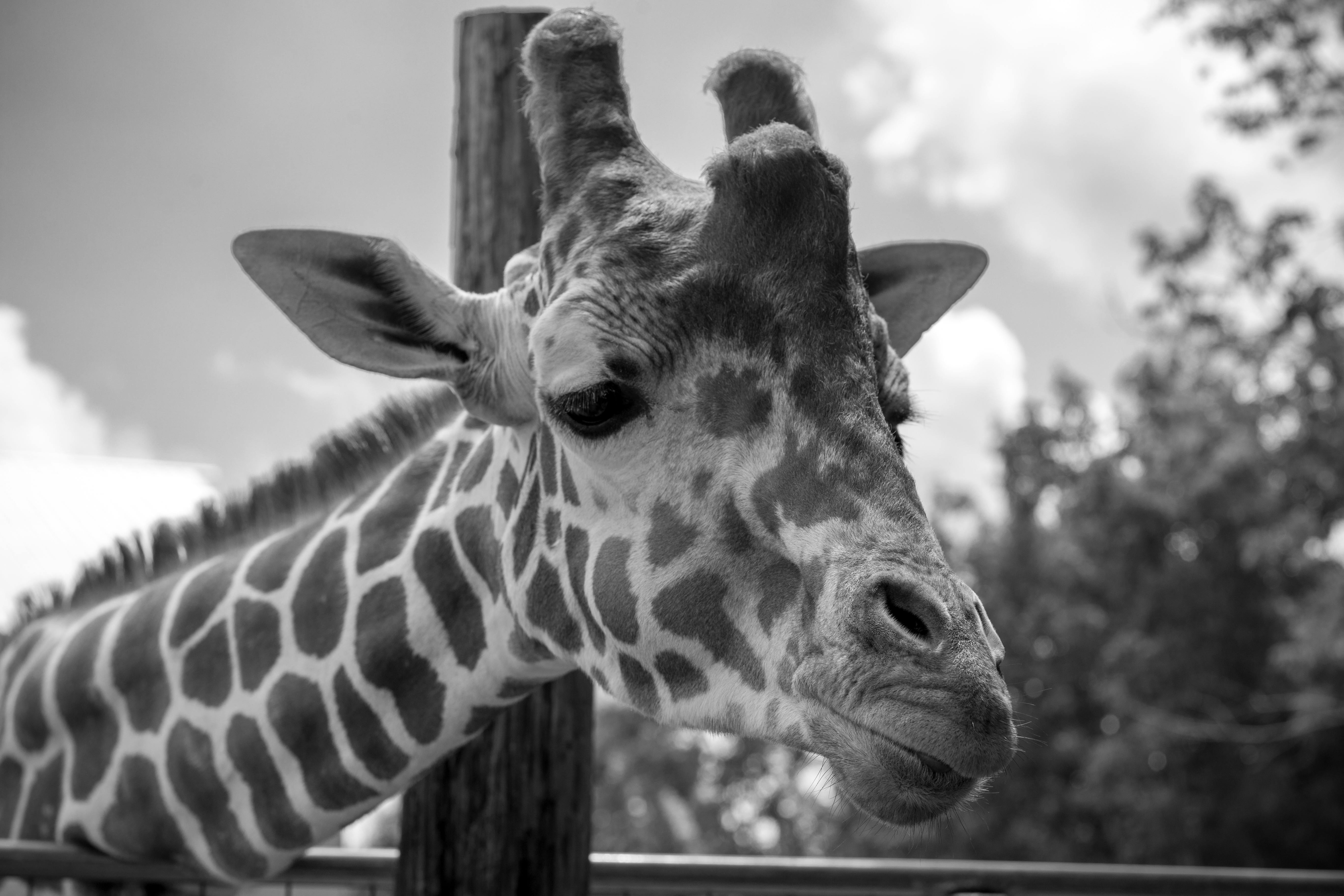 Boy Feeding a Giraffe in a ZOO · Free Stock Photo