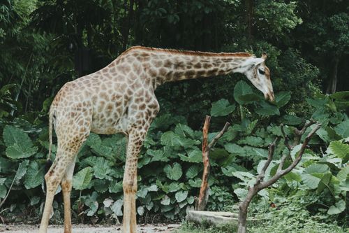 Free A serene giraffe standing amidst vibrant foliage, capturing wildlife in natural habitat. Stock Photo
