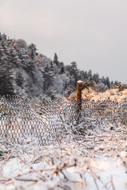 Free A serene winter scene of a snow-covered field with a wire fence and trees in the background. Stock Photo