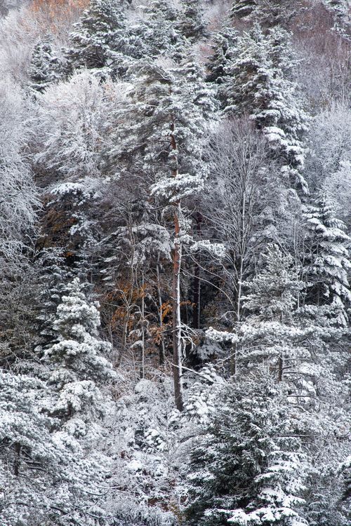 Free A serene winter forest scene with snow-covered trees and frosted branches. Stock Photo