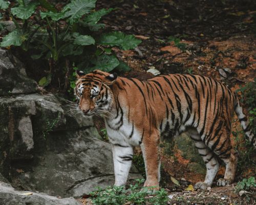 Free A majestic tiger prowling in its natural habitat amidst lush greenery and rocky terrain. Stock Photo