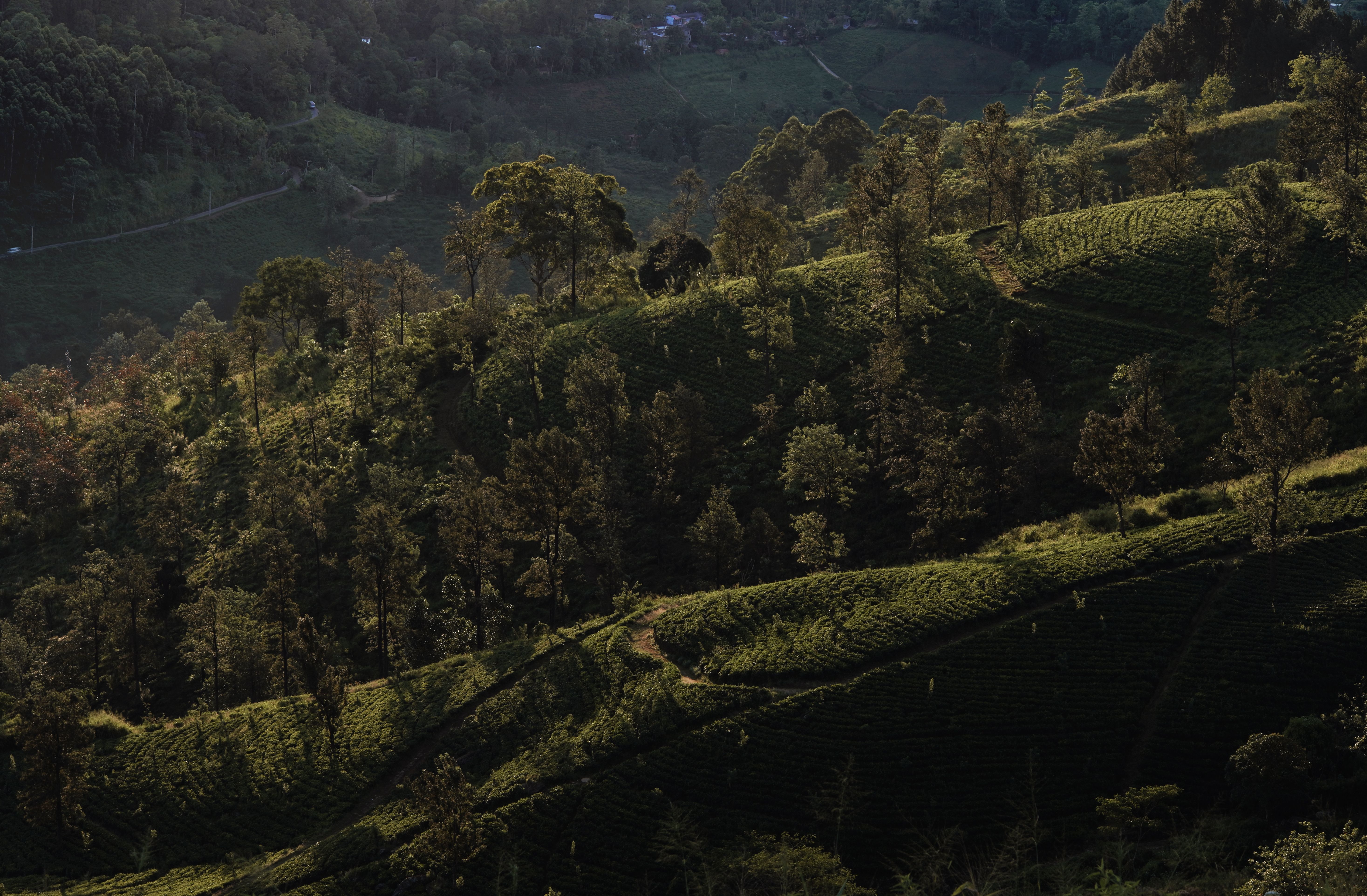 Grüne Teeplantagen und sanfte Hügel in Mandaramnuwara, Sri Lanka