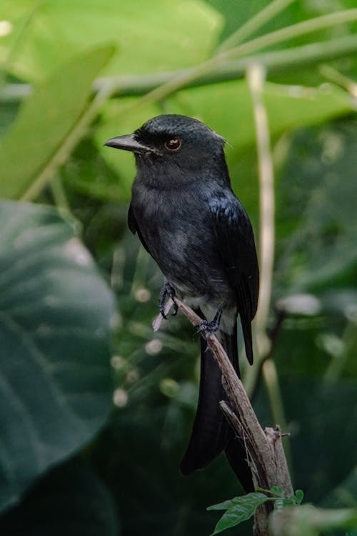 Kostenloses Stock Foto zu branchs, drongo, gehockt