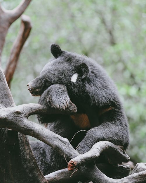 Free Black Bear in Nature Stock Photo