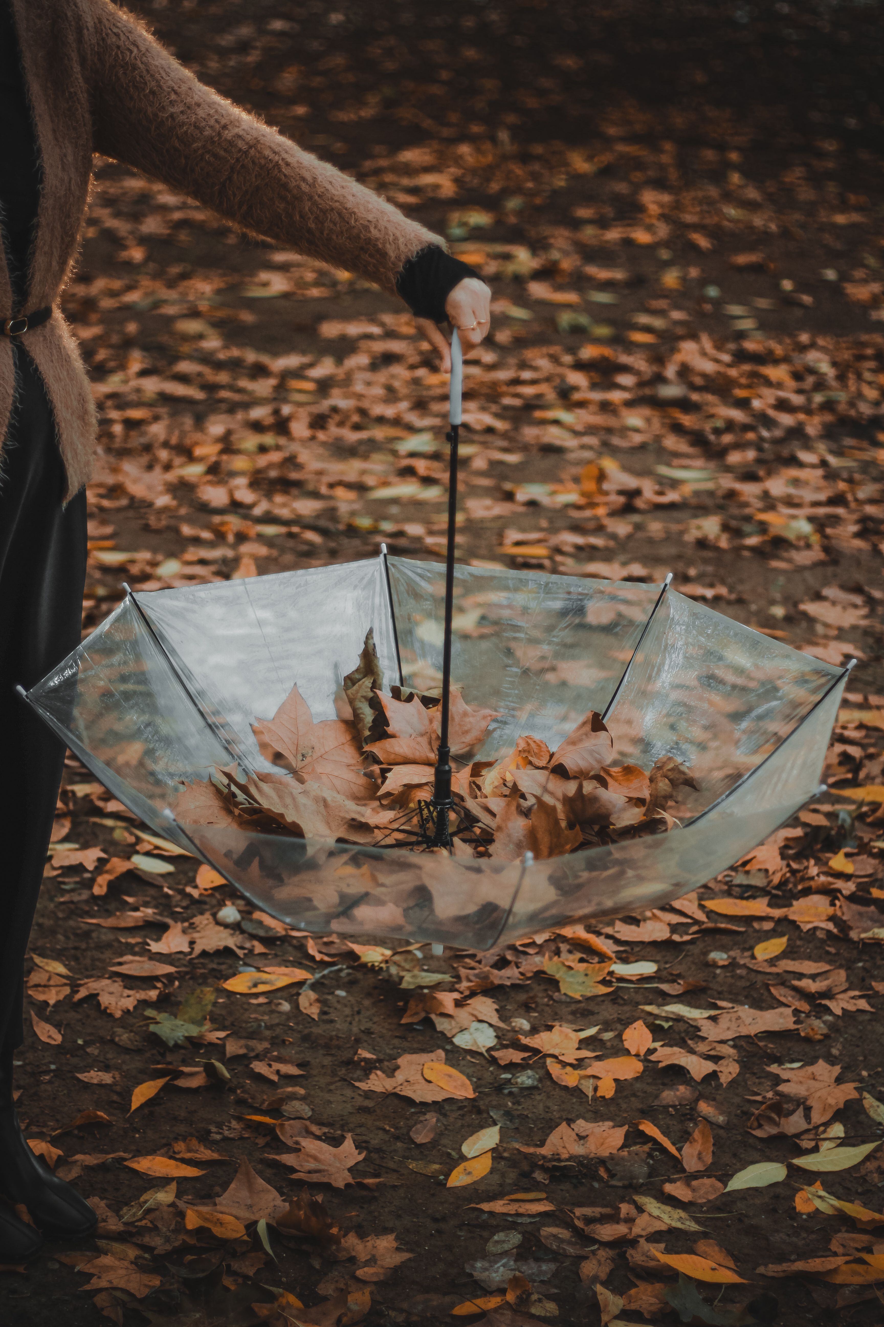 Woman Holding Transparent Umbrella with Autumn Leaves · Free Stock Photo