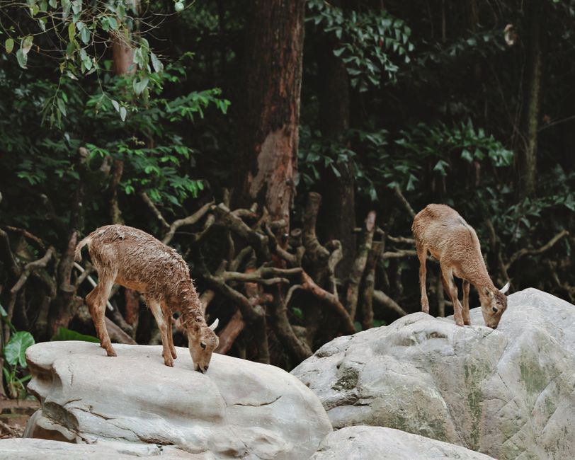 Stranded deer on rock shelf sparks debate over urban deer populations