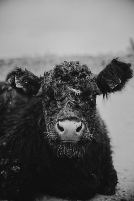 Striking black and white portrait of a curly-haired cow in a rural outdoor environment.