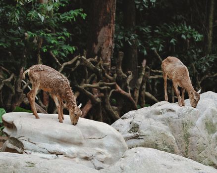 Two deer gracefully graze on large white rocks amidst dense forest vegetation.