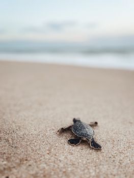 A baby turtle crawls across a sandy beach towards the ocean in a serene wildlife scene.