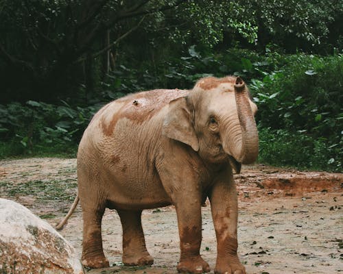 Gratis stockfoto met blubber, dierenfotografie, groot