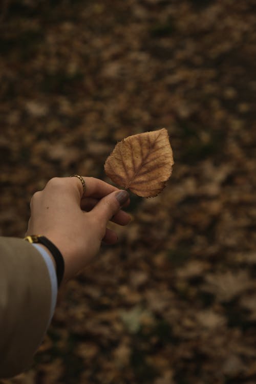 Fallen Leaf in Hand