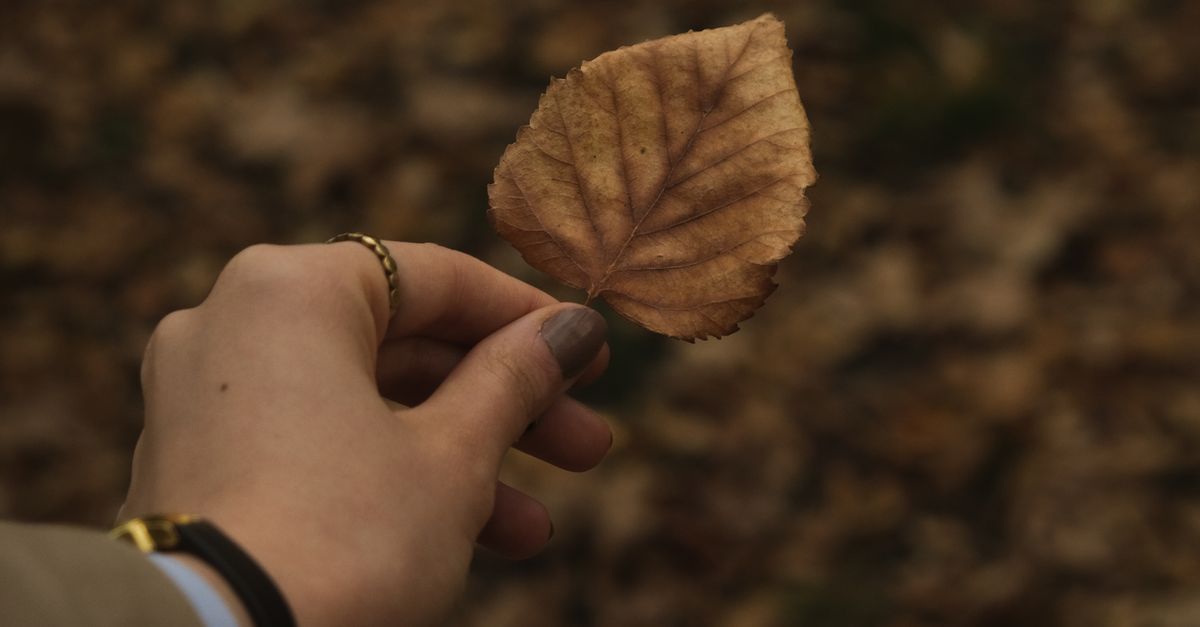 Hand Lettered Fallen Fallen Leaf in Hand · Free Stock Photo
