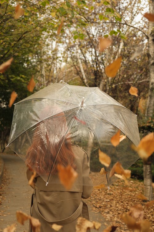 Foto profissional grátis de declínio, folhas que caem, guarda-chuva