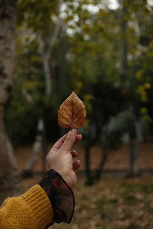 Hand Holding Autumn Leaf