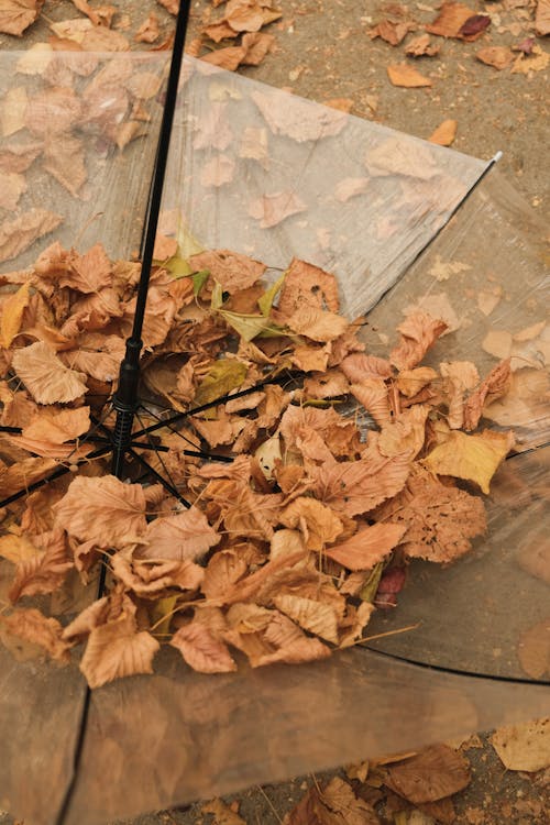 Fallen Leaf on Abandoned Umbrella