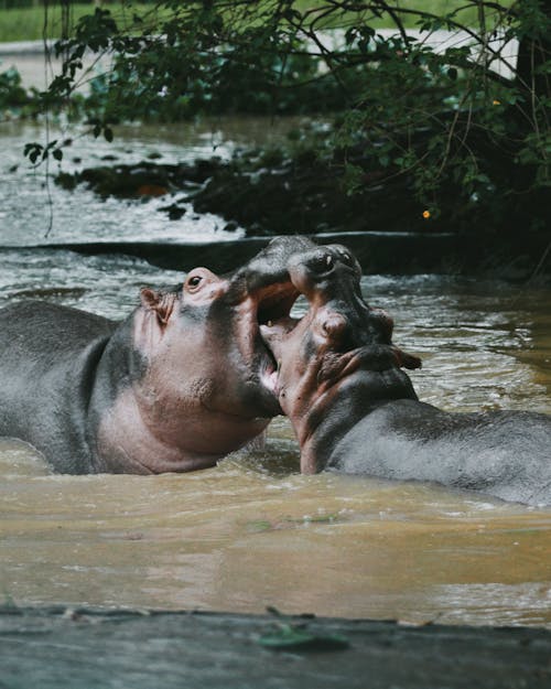 Hippos in River