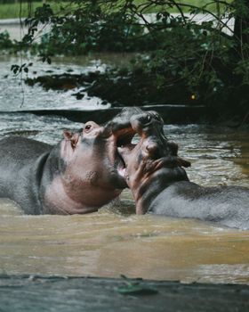 Two hippos playfully interacting in a muddy river surrounded by lush vegetation.