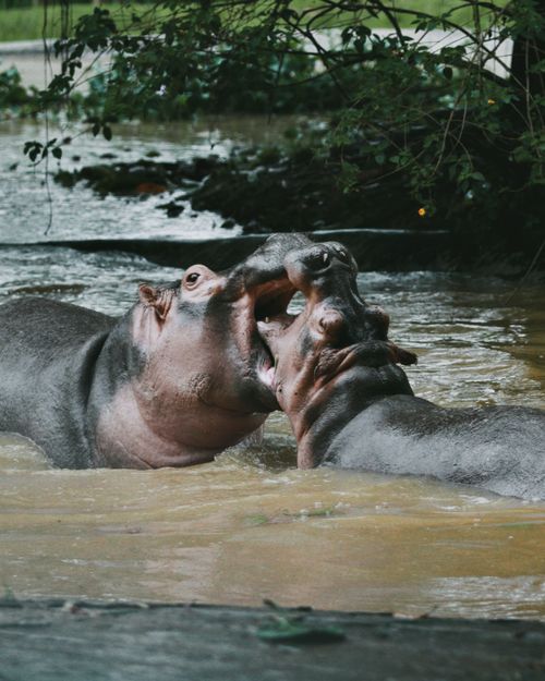 Free Two hippos playfully interacting in a muddy river surrounded by lush vegetation. Stock Photo
