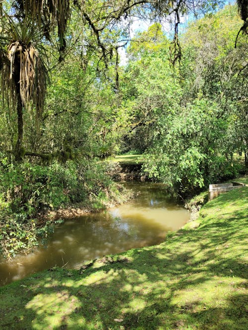 Foto profissional grátis de água do rio, árvores florestais, aventura na floresta