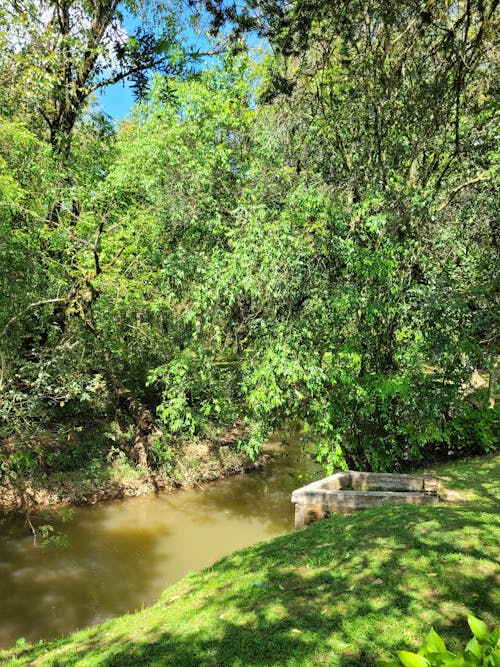 Imagine de stoc gratuită din apa râului, arbori de pădure, aventură de pădure