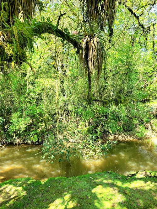 Foto profissional grátis de água do rio, árvores florestais, aventura na floresta