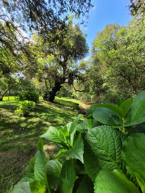 Imagine de stoc gratuită din apa râului, arbori de pădure, aventură de pădure