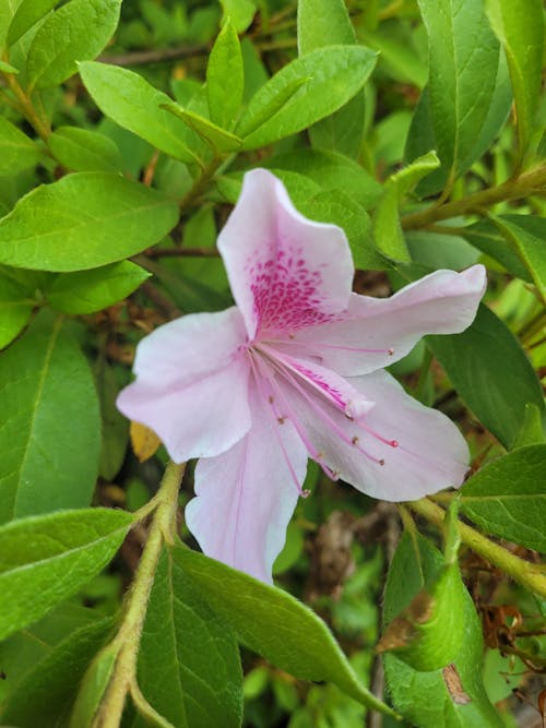 Foto profissional grátis de arbusto da flor, botão de flor, flor bonita