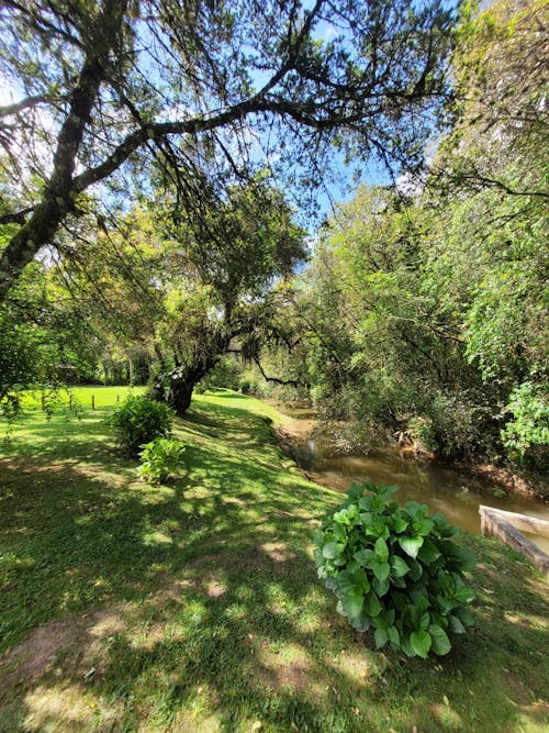 Imagine de stoc gratuită din apa râului, arbori de pădure, aventură de pădure