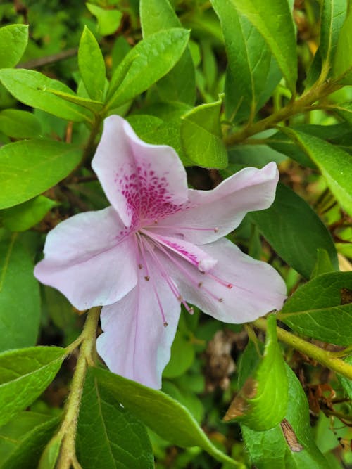 Free stock photo of beautiful flower, flower bud, flower bush
