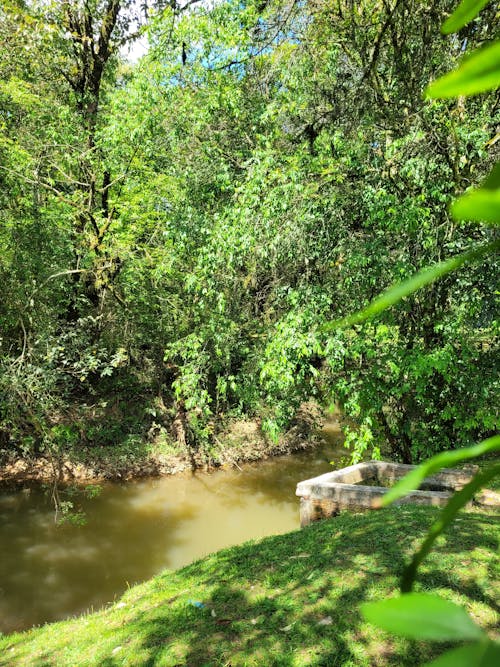 Foto profissional grátis de água do rio, árvores florestais, aventura na floresta