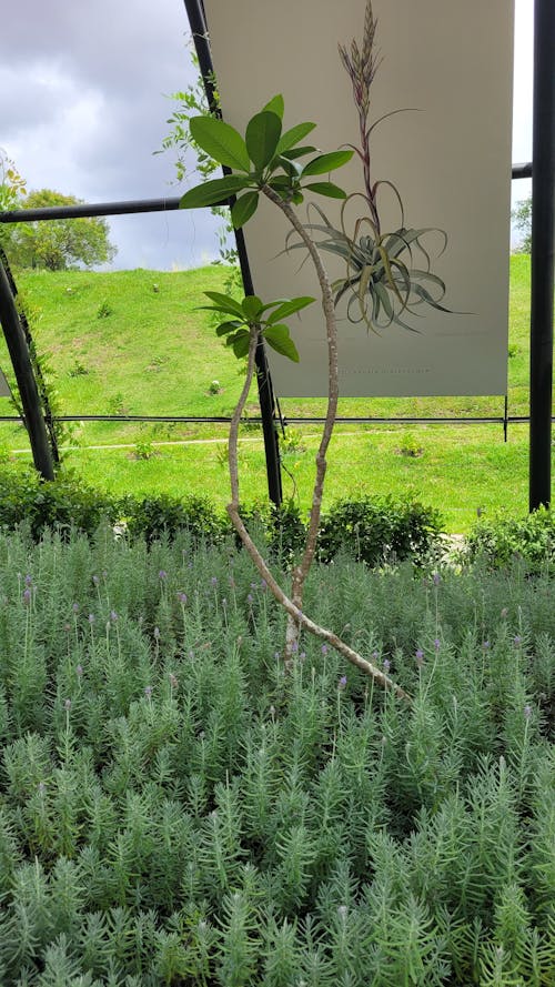 Foto profissional grátis de à base de plantas, amante de plantas, fotografia de plantas