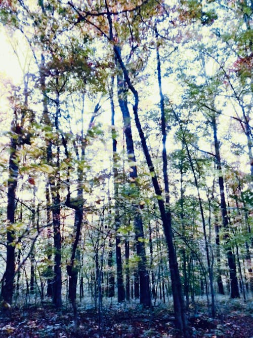 Kostenloses Stock Foto zu atmosfera de outono, dunkler waldhintergrund, herbst