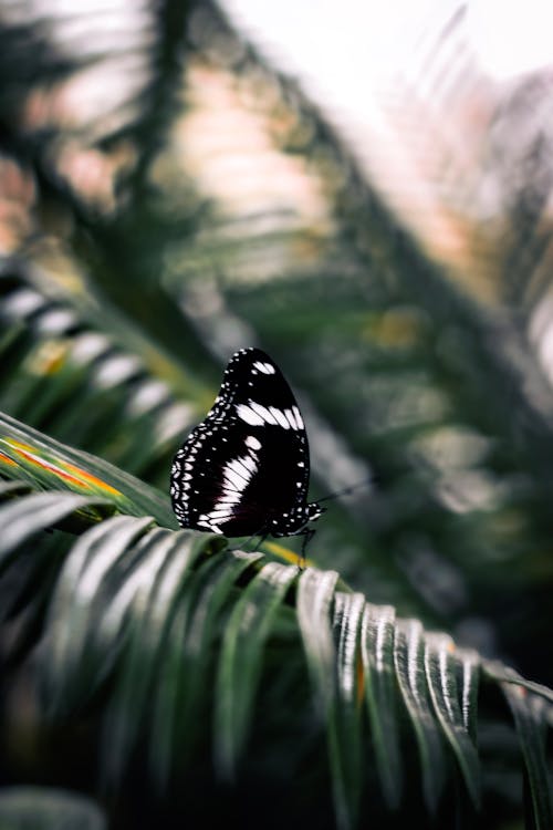 Close-up of a Butterfly on a Leaf 