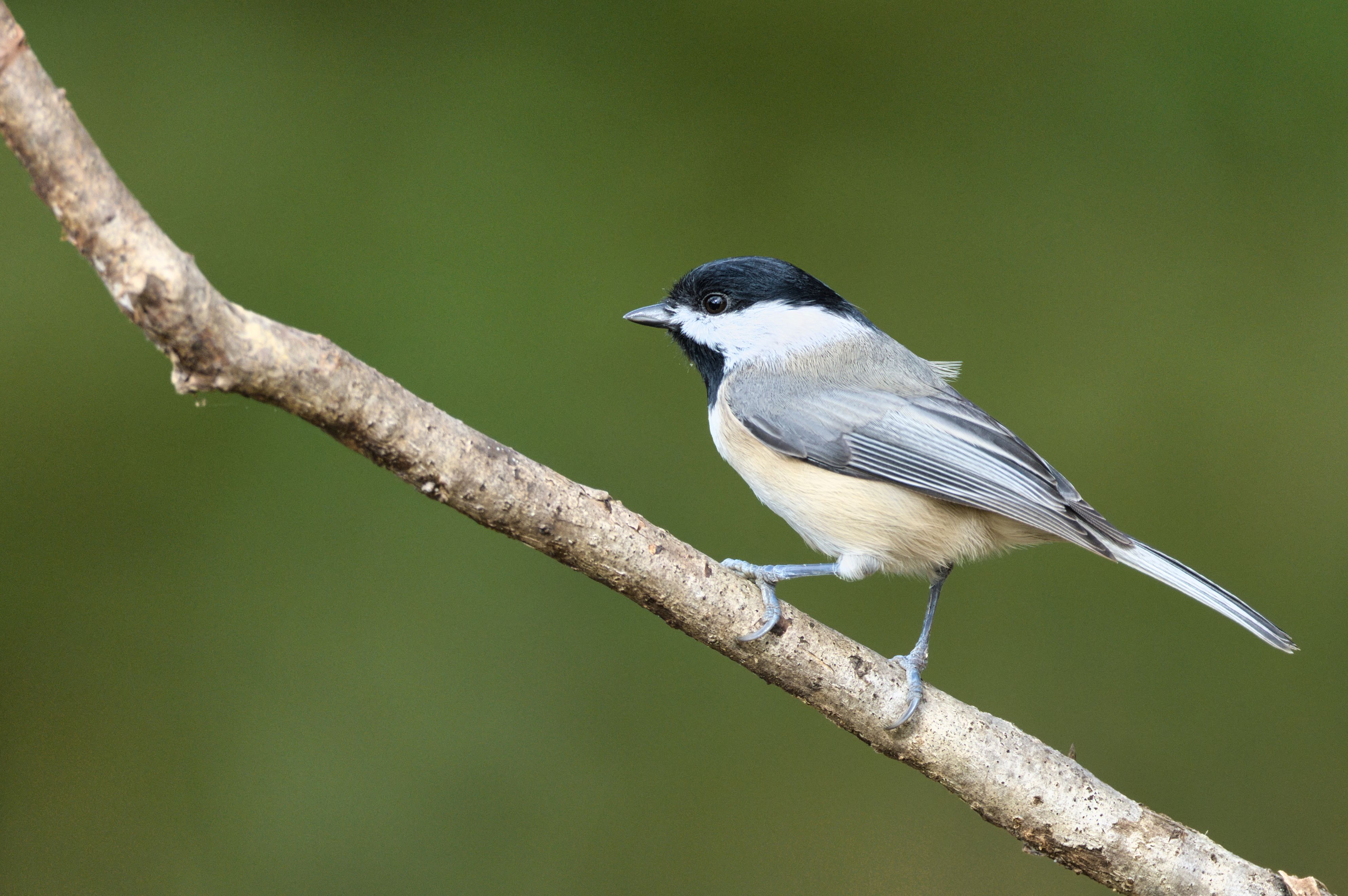 Black-Capped Chickadee on Tree · Free Stock Photo