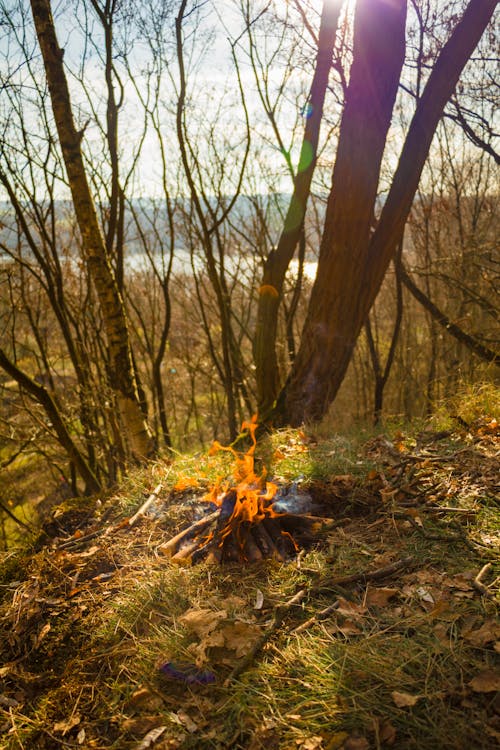 Foto profissional grátis de à lenha, acampamento, área de camping