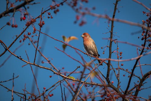 Bird Perching on a Branch 