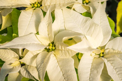 Close-up of White Poinsettias 