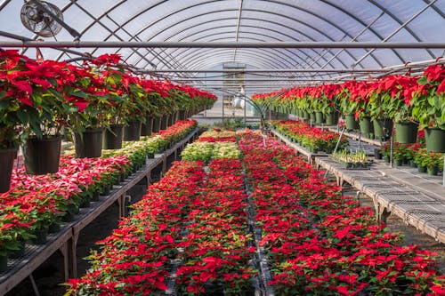 Flowers in Greenhouse